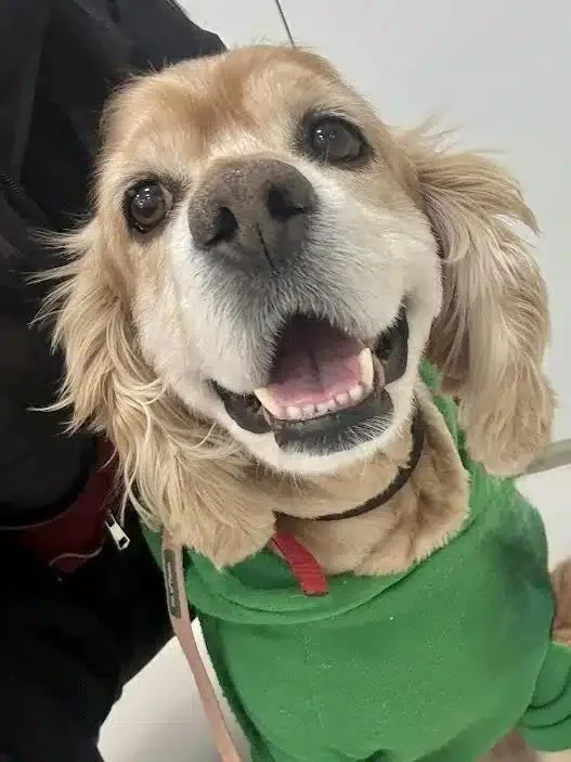 An adult medium-sized male Cocker Spaniel dog named Rocky for adoption in South San Francisco, CA