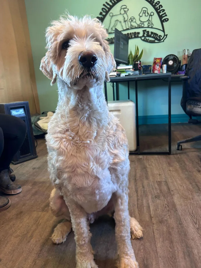 Jobie Jan thumbnail 2