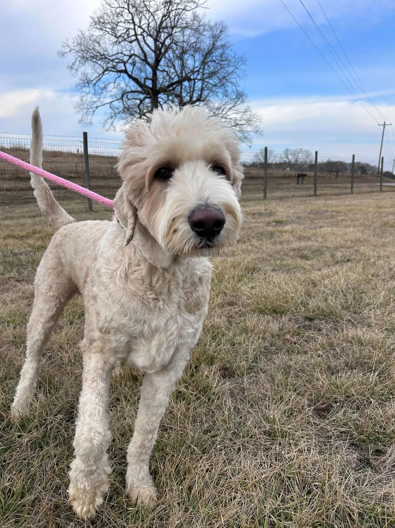 Jobie Jan thumbnail 3