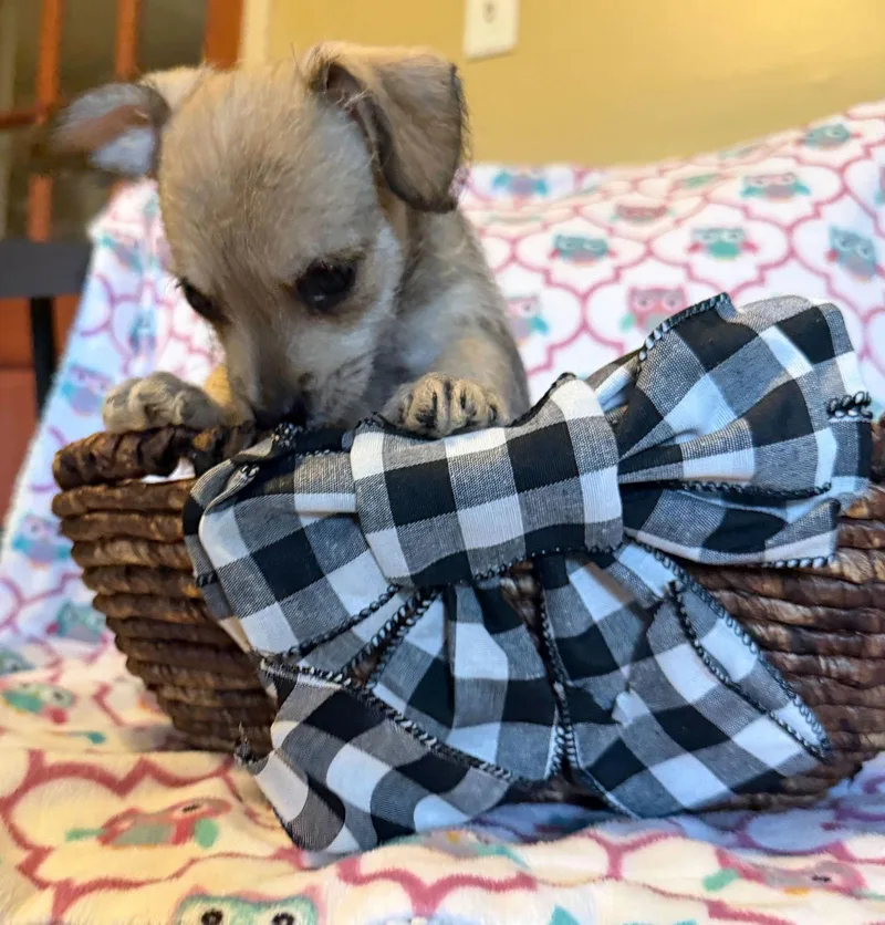 Xavier  A Lucy thumbnail 2