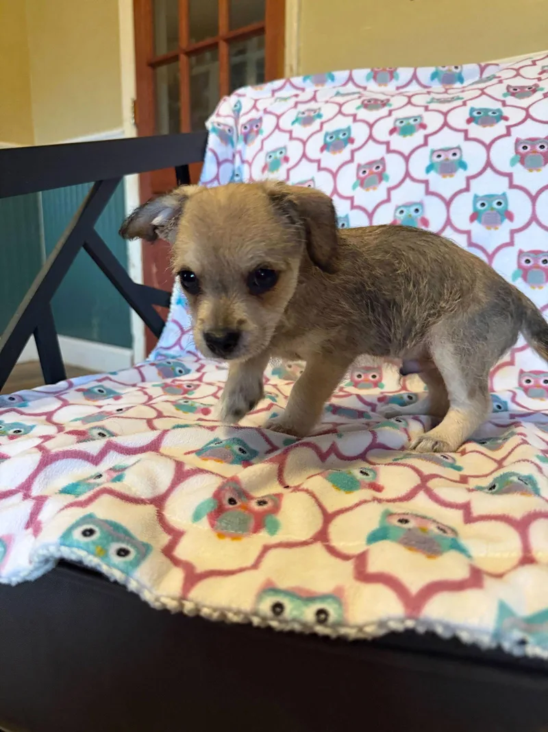 Xavier  A Lucy thumbnail 3