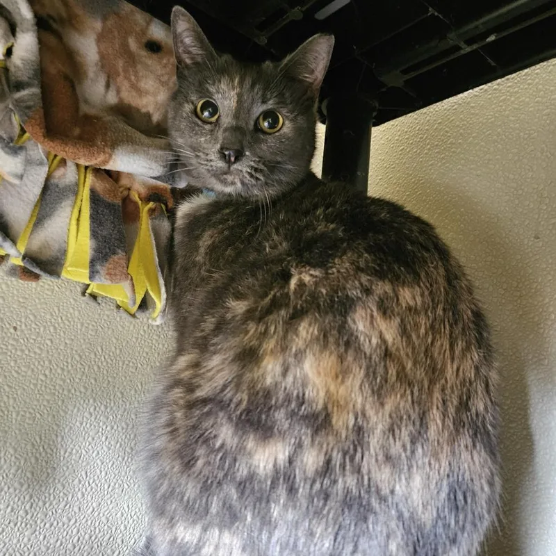 Cindy Lou thumbnail 2