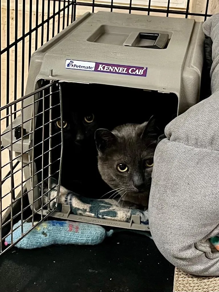 Stewie K thumbnail 2