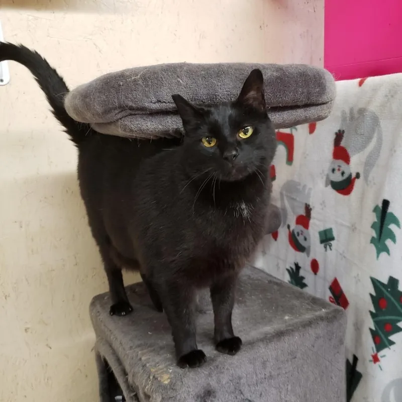 Stewie K thumbnail 3