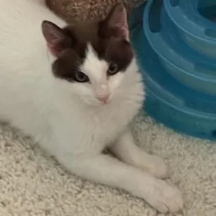 Connor O'brien thumbnail 2