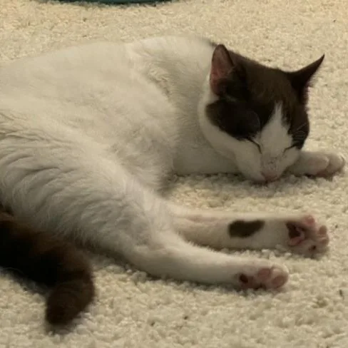 Connor O'brien thumbnail 3