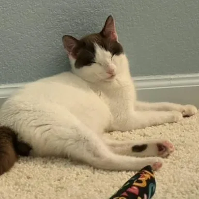 Connor O'brien thumbnail 4