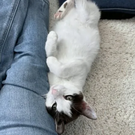 Connor O'brien thumbnail 5