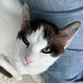 Connor O'brien thumbnail 6