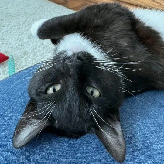 Murphy O'brien thumbnail 3