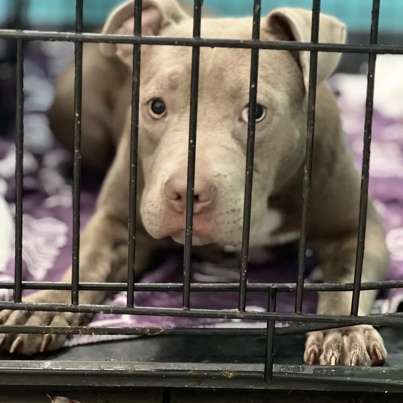 Fairy Dogmother thumbnail 3