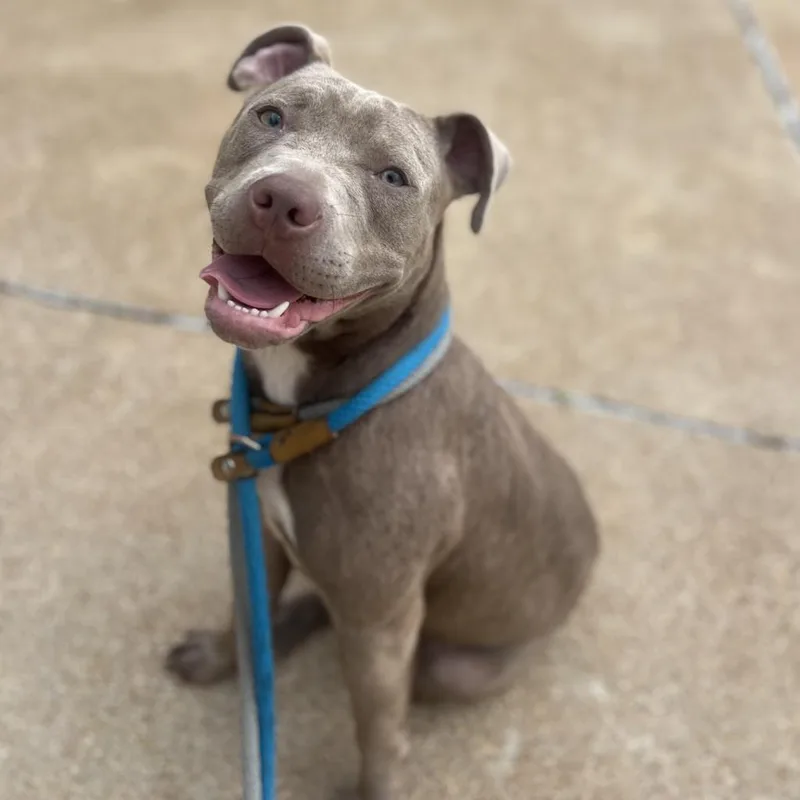 Fairy Dogmother thumbnail 5