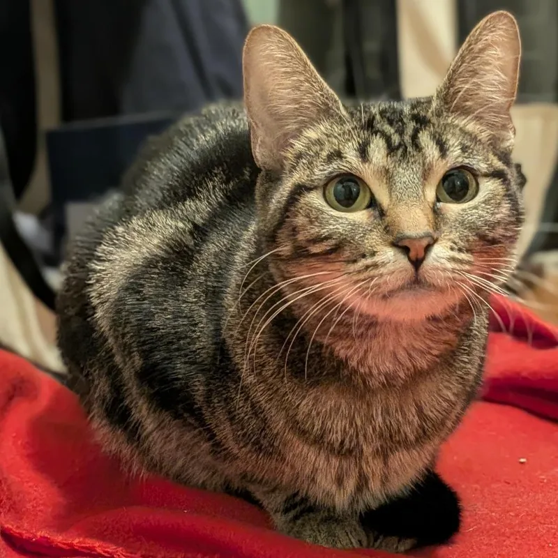 Moira Rose thumbnail 2