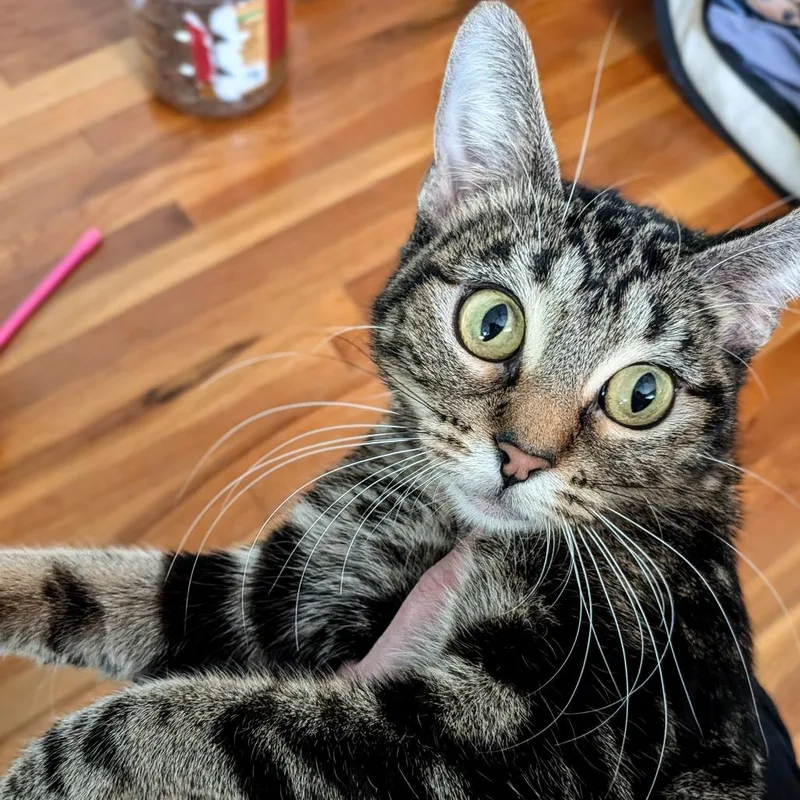 Moira Rose thumbnail 3