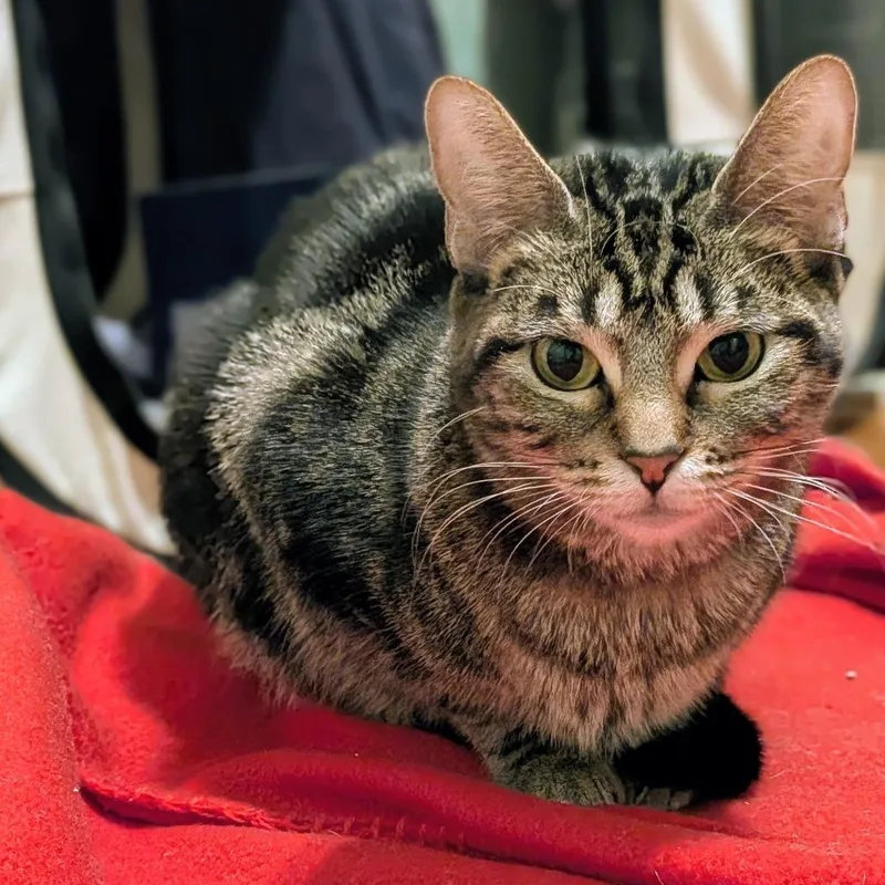 Moira Rose thumbnail 4