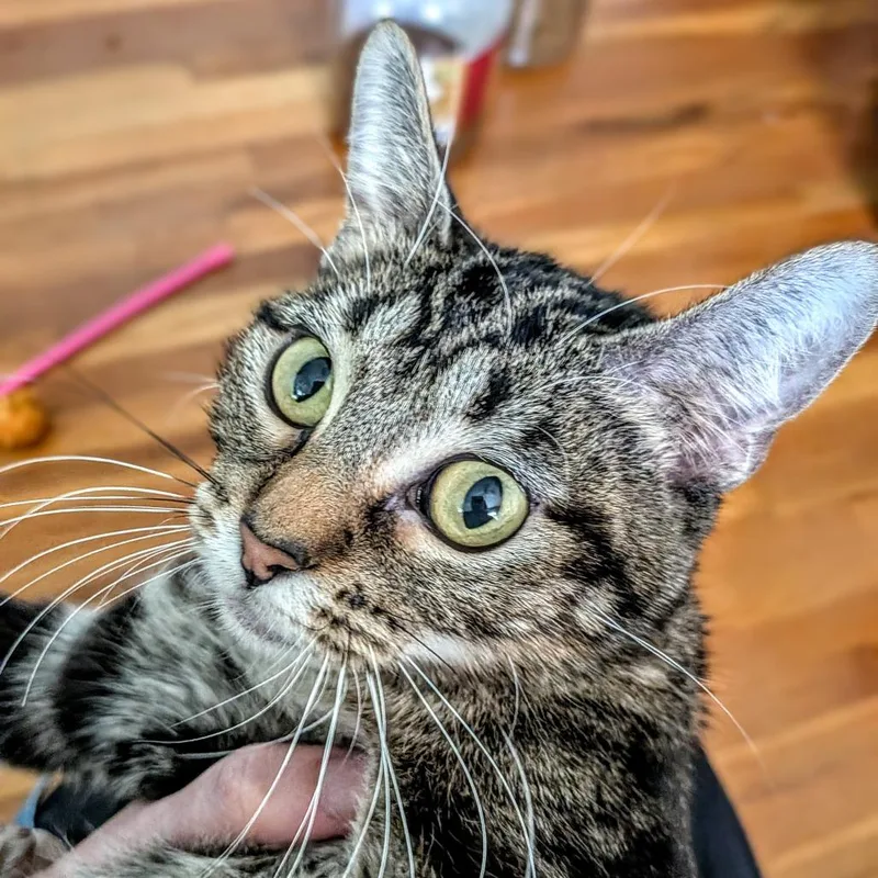 Moira Rose thumbnail 5