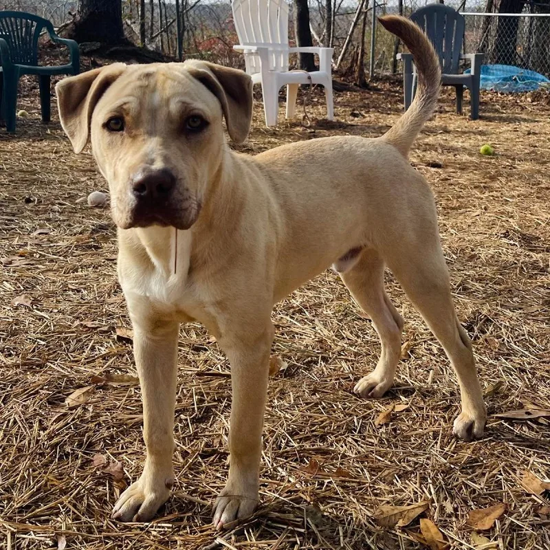 Bubba Gump thumbnail 2