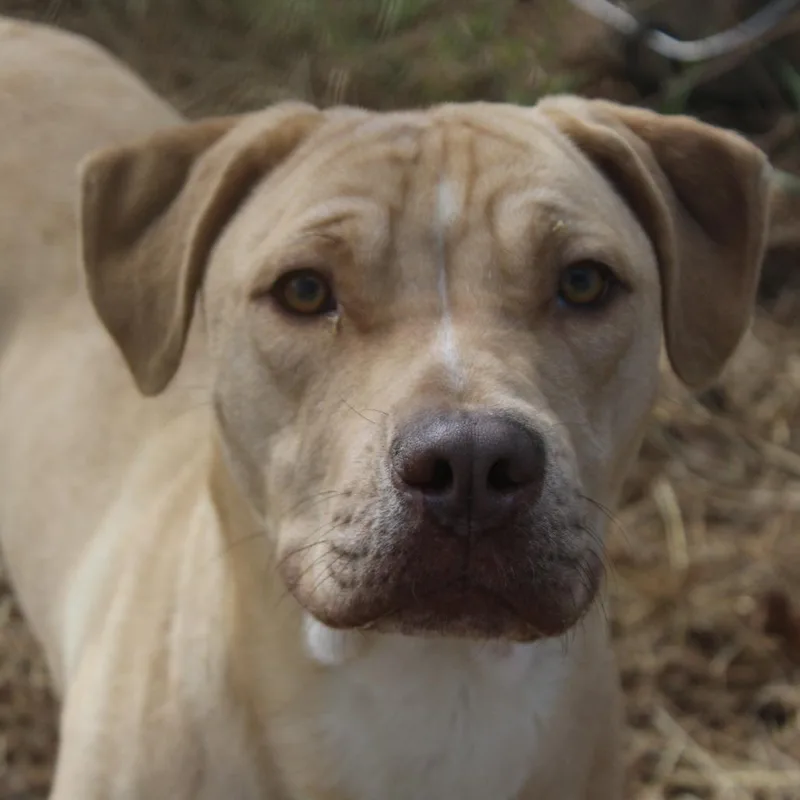 Bubba Gump thumbnail 3