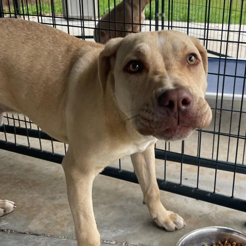 Bubba Gump thumbnail 4