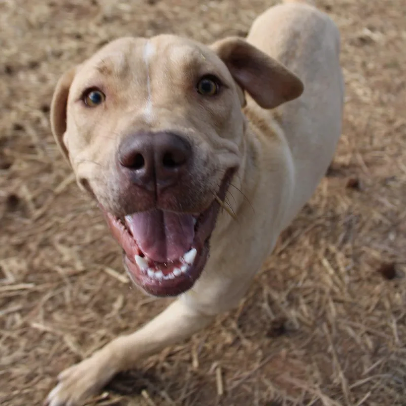 Bubba Gump thumbnail 6