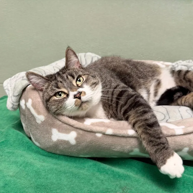 Magnolia thumbnail 2