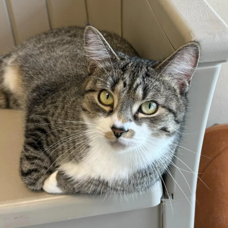 Magnolia thumbnail 3