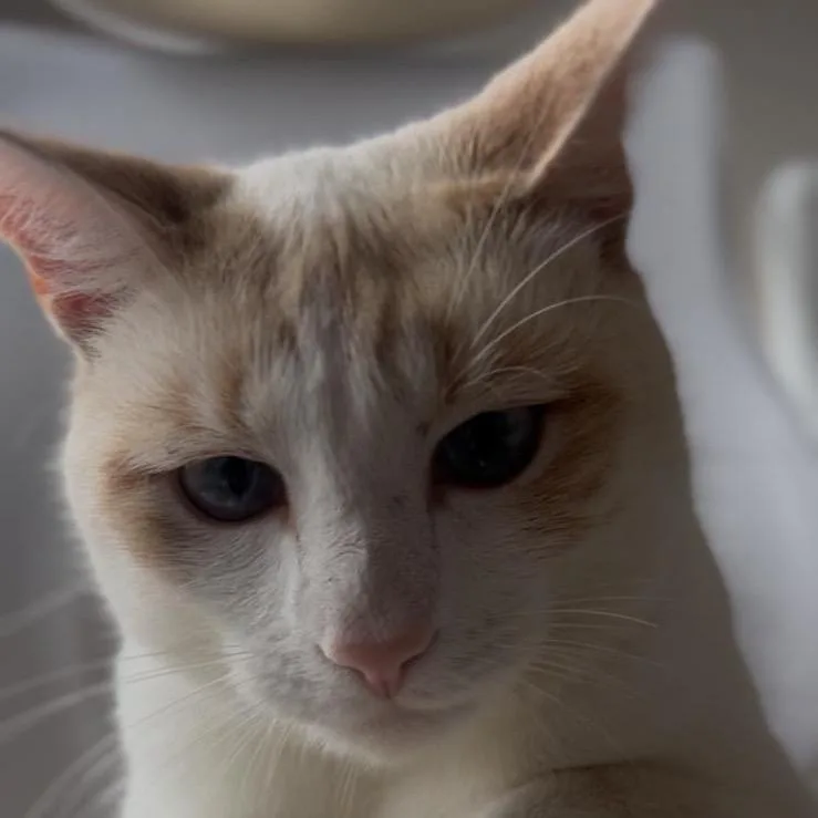 Shenanigans thumbnail 2