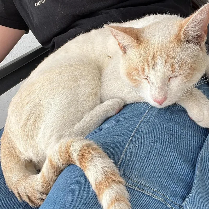 Shenanigans thumbnail 3