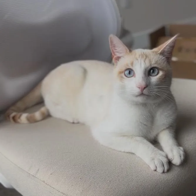 Shenanigans thumbnail 4