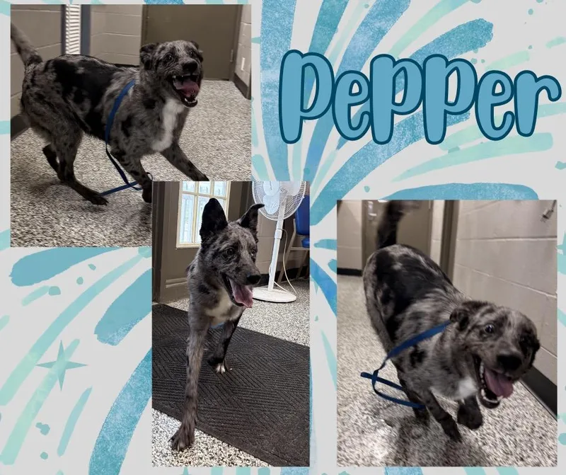 Pepper