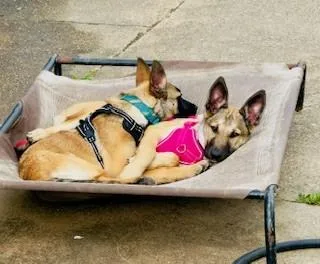 C Bonnie thumbnail 3