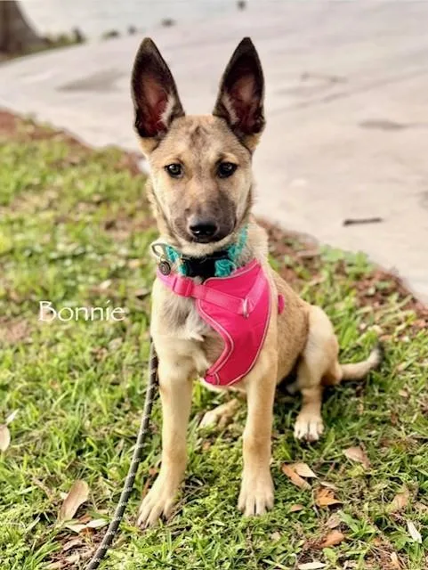 C Bonnie thumbnail 5