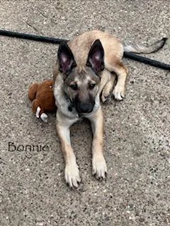 C Bonnie thumbnail 6