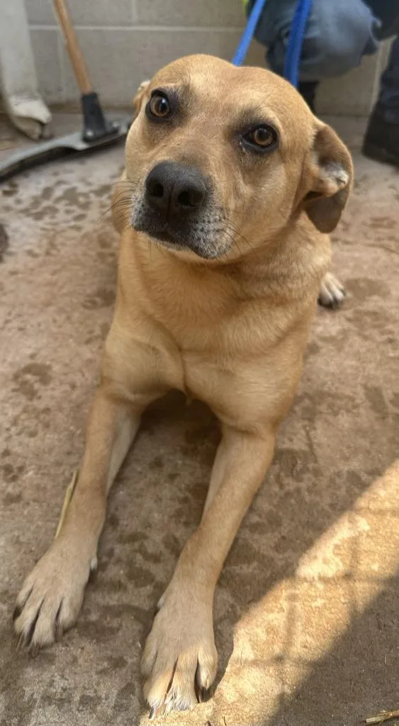A young medium-sized male Carolina Dog dog named Frankie for adoption in Lawrenceburg, TN