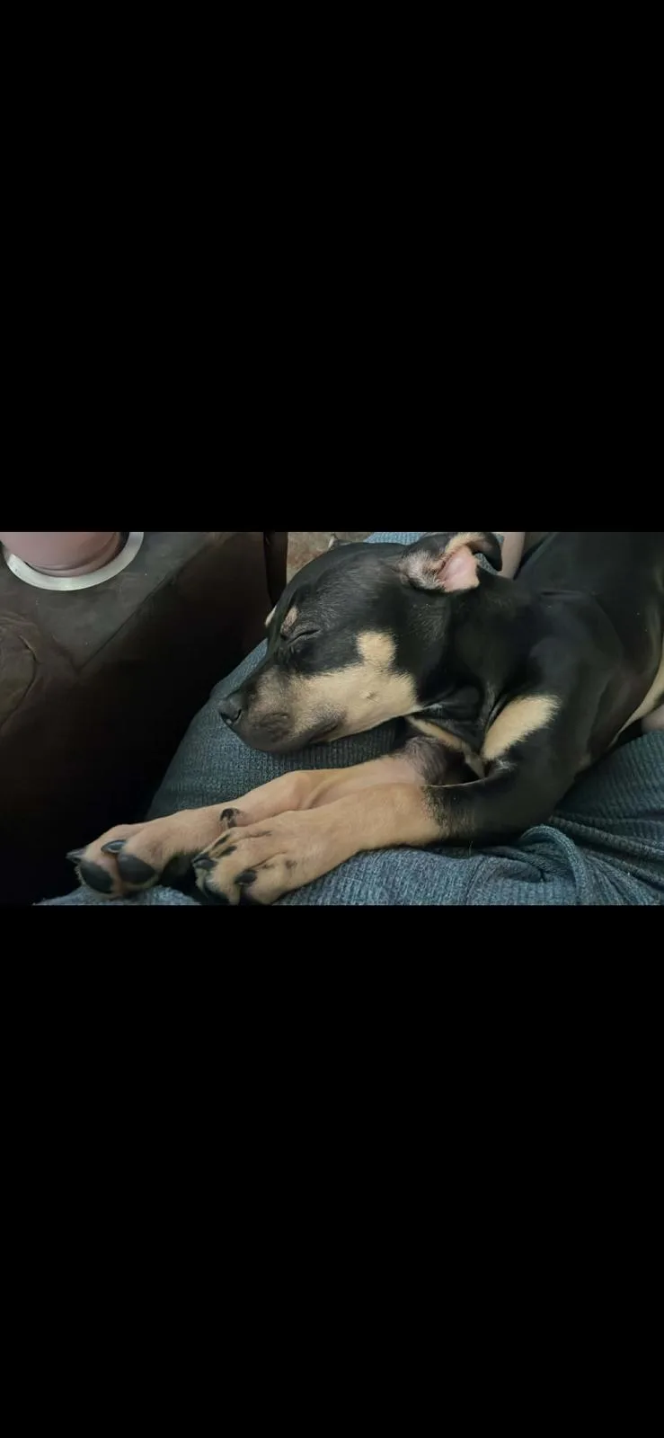 Taco Bella thumbnail 2