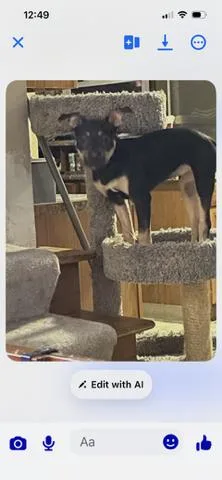 Taco Bella thumbnail 3