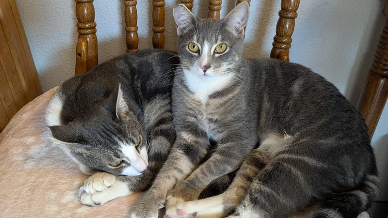 Fresca And Tab thumbnail 2