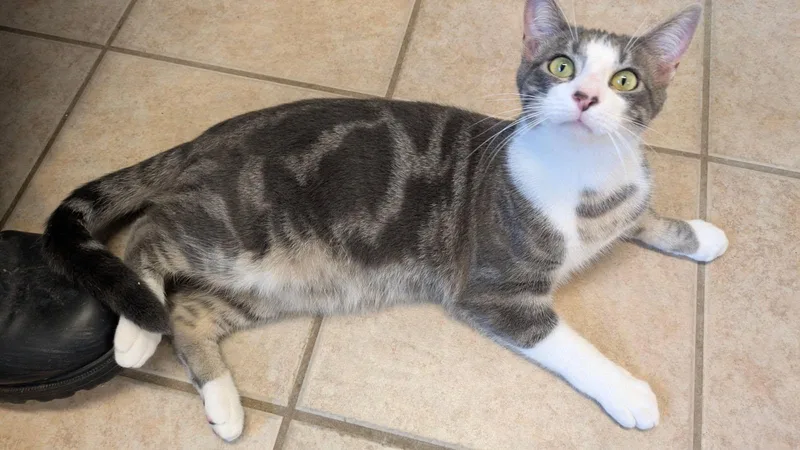 Fresca And Tab thumbnail 3