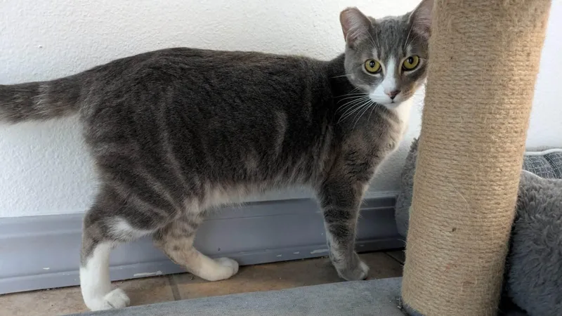 Fresca And Tab thumbnail 5