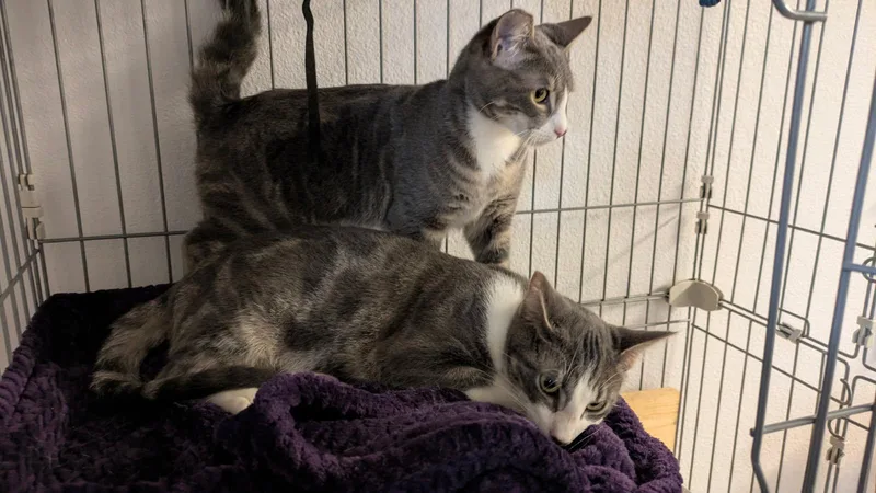 Fresca And Tab thumbnail 6