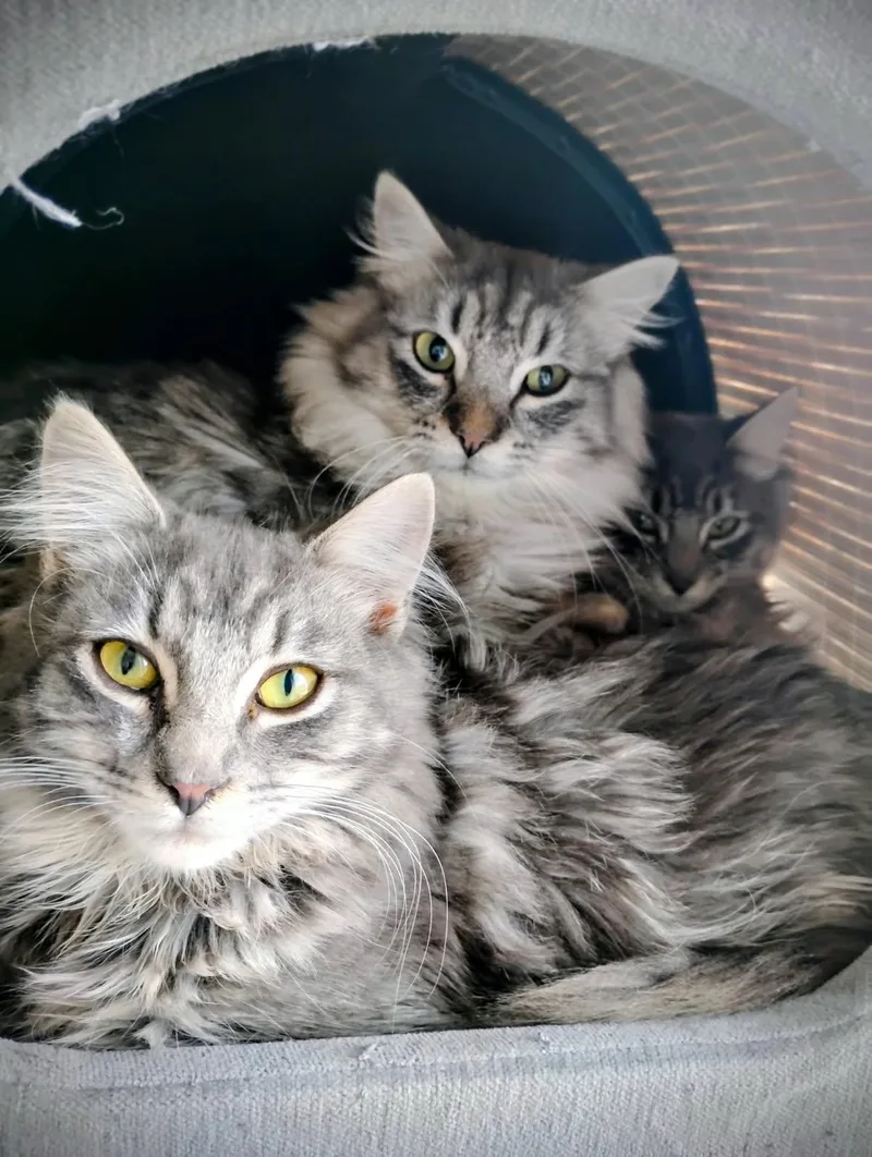 Bruce And Cyril thumbnail 2