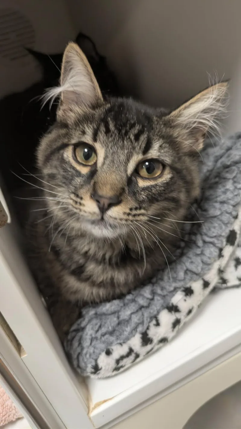 Twilight And Dusk thumbnail 4