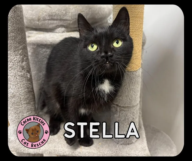 Stella