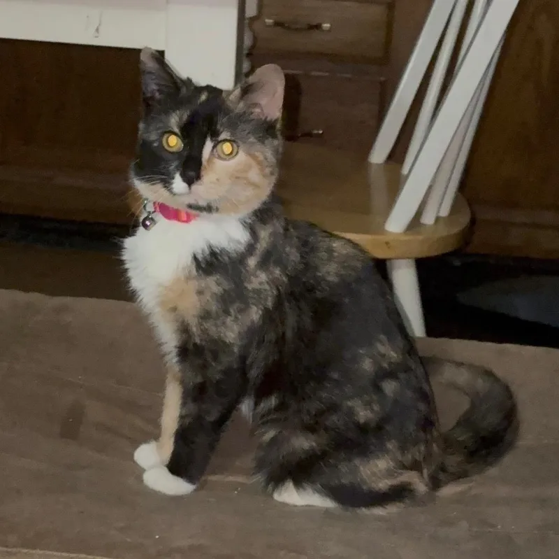 A young small-sized female Calico Domestic Short Hair cat named Ember for adoption in Greenwood, IN
