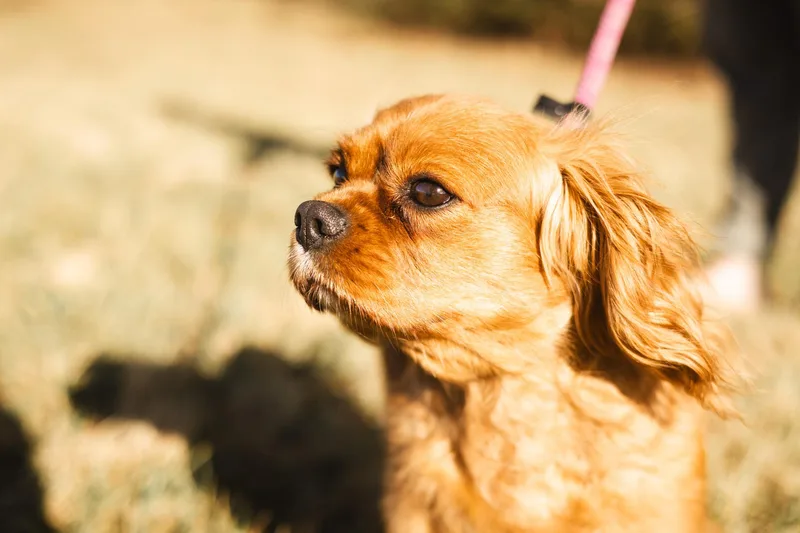 Lady  Transport thumbnail 2