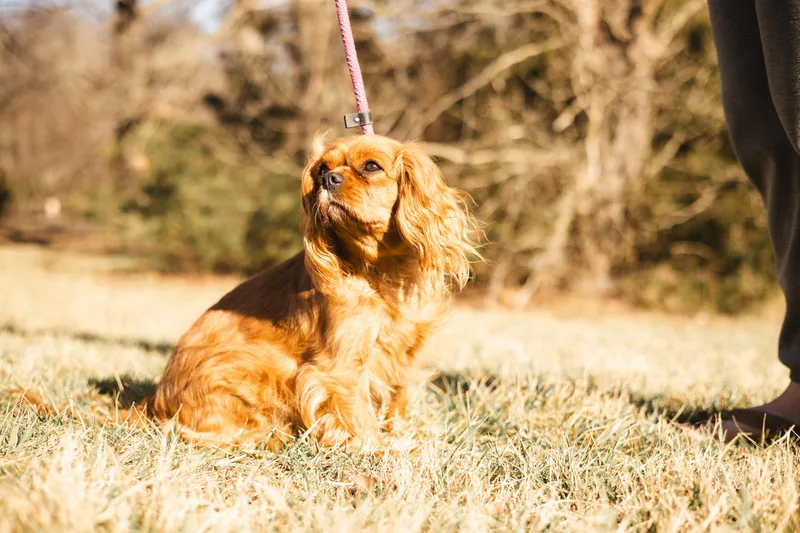 Lady  Transport thumbnail 4