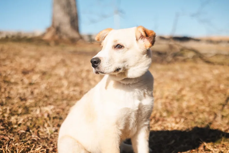 Logan  Transport thumbnail 2