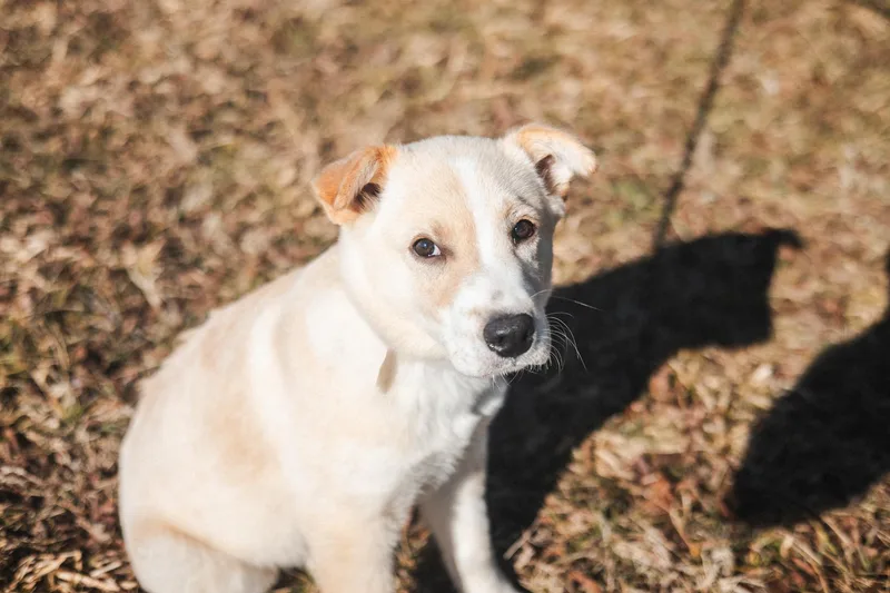 Logan  Transport thumbnail 3