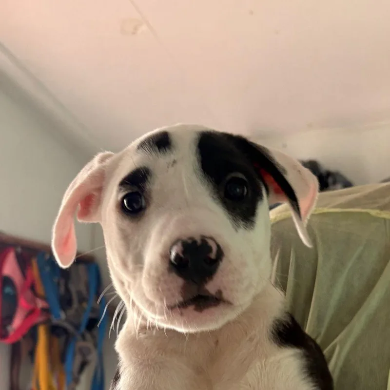 Biscotti thumbnail 2