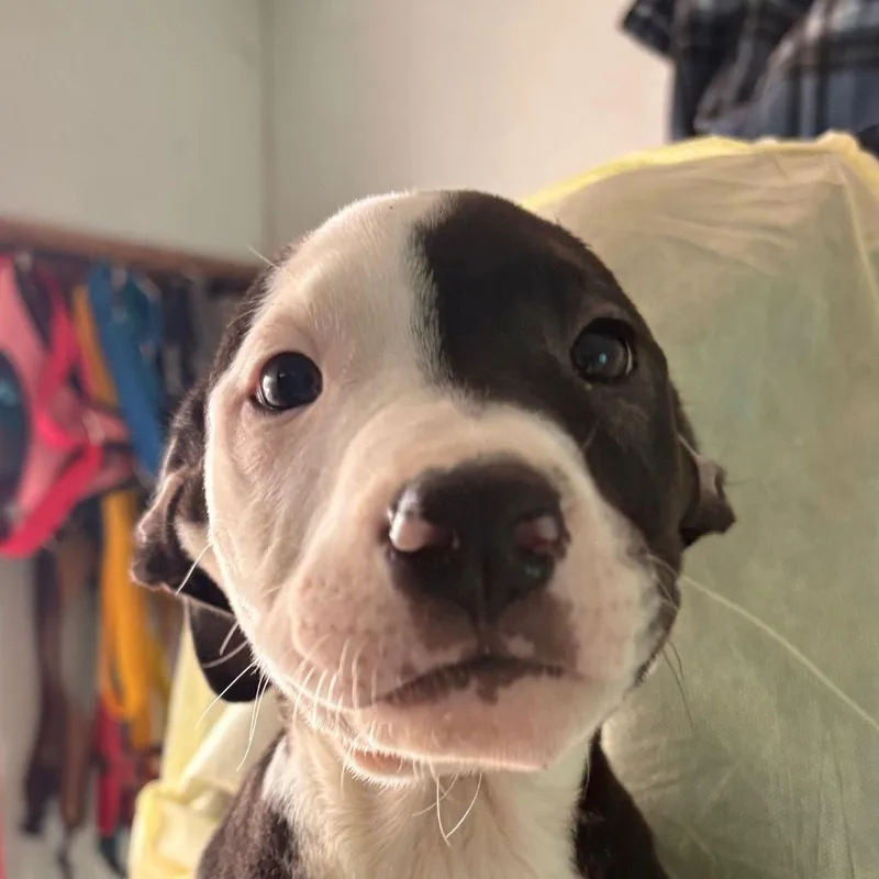 Oatmeal Raisin thumbnail 2